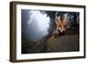 Red Fox (Vulpes Vulpes) Vixen on a Misty Day in Woodland, Black Forest, Germany-Klaus Echle-Framed Photographic Print