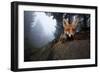 Red Fox (Vulpes Vulpes) Vixen on a Misty Day in Woodland, Black Forest, Germany-Klaus Echle-Framed Photographic Print