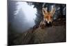 Red Fox (Vulpes Vulpes) Vixen on a Misty Day in Woodland, Black Forest, Germany-Klaus Echle-Mounted Photographic Print