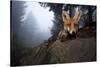 Red Fox (Vulpes Vulpes) Vixen on a Misty Day in Woodland, Black Forest, Germany-Klaus Echle-Stretched Canvas