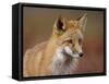 Red Fox (Vulpes Vulpes) (Vulpes Fulva), Denali National Park and Preserve, Alaska-James Hager-Framed Stretched Canvas