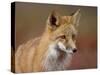 Red Fox (Vulpes Vulpes) (Vulpes Fulva), Denali National Park and Preserve, Alaska-James Hager-Stretched Canvas