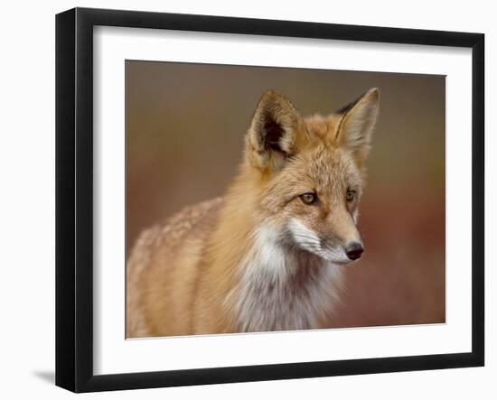 Red Fox (Vulpes Vulpes) (Vulpes Fulva), Denali National Park and Preserve, Alaska-James Hager-Framed Photographic Print