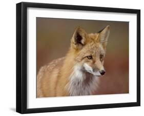 Red Fox (Vulpes Vulpes) (Vulpes Fulva), Denali National Park and Preserve, Alaska-James Hager-Framed Photographic Print