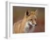 Red Fox (Vulpes Vulpes) (Vulpes Fulva), Denali National Park and Preserve, Alaska-James Hager-Framed Photographic Print