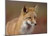 Red Fox (Vulpes Vulpes) (Vulpes Fulva), Denali National Park and Preserve, Alaska-James Hager-Mounted Photographic Print