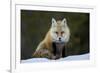 Red Fox (Vulpes Vulpes) (Vulpes Fulva) in the Snow, Grand Teton National Park, Wyoming-James Hager-Framed Photographic Print