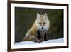 Red Fox (Vulpes Vulpes) (Vulpes Fulva) in the Snow, Grand Teton National Park, Wyoming-James Hager-Framed Photographic Print