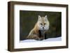 Red Fox (Vulpes Vulpes) (Vulpes Fulva) in the Snow, Grand Teton National Park, Wyoming-James Hager-Framed Photographic Print