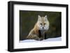 Red Fox (Vulpes Vulpes) (Vulpes Fulva) in the Snow, Grand Teton National Park, Wyoming-James Hager-Framed Photographic Print