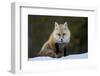 Red Fox (Vulpes Vulpes) (Vulpes Fulva) in the Snow, Grand Teton National Park, Wyoming-James Hager-Framed Photographic Print