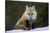 Red Fox (Vulpes Vulpes) (Vulpes Fulva) in the Snow, Grand Teton National Park, Wyoming-James Hager-Stretched Canvas