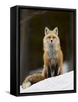 Red Fox (Vulpes Vulpes) (Vulpes Fulva) in the Snow-James Hager-Framed Stretched Canvas