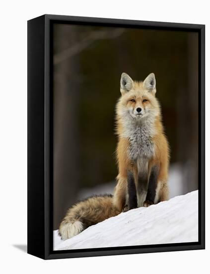 Red Fox (Vulpes Vulpes) (Vulpes Fulva) in the Snow-James Hager-Framed Stretched Canvas