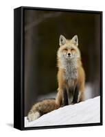 Red Fox (Vulpes Vulpes) (Vulpes Fulva) in the Snow-James Hager-Framed Stretched Canvas