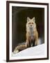 Red Fox (Vulpes Vulpes) (Vulpes Fulva) in the Snow-James Hager-Framed Premium Photographic Print