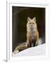 Red Fox (Vulpes Vulpes) (Vulpes Fulva) in the Snow-James Hager-Framed Premium Photographic Print