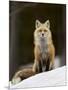 Red Fox (Vulpes Vulpes) (Vulpes Fulva) in the Snow-James Hager-Mounted Premium Photographic Print