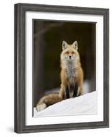 Red Fox (Vulpes Vulpes) (Vulpes Fulva) in the Snow-James Hager-Framed Photographic Print