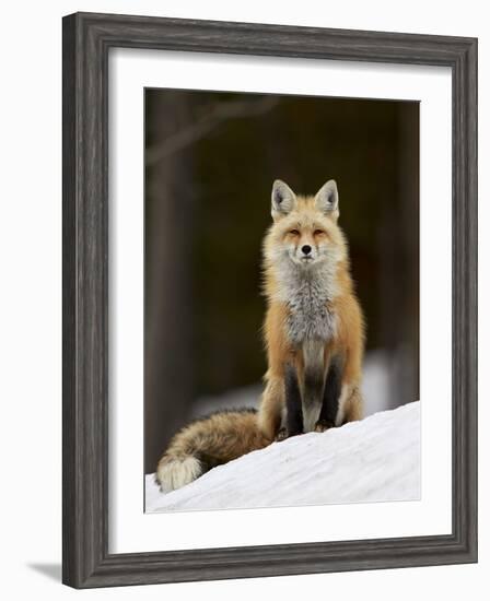 Red Fox (Vulpes Vulpes) (Vulpes Fulva) in the Snow-James Hager-Framed Photographic Print