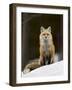 Red Fox (Vulpes Vulpes) (Vulpes Fulva) in the Snow-James Hager-Framed Photographic Print