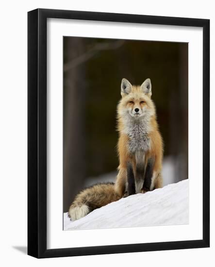 Red Fox (Vulpes Vulpes) (Vulpes Fulva) in the Snow-James Hager-Framed Photographic Print