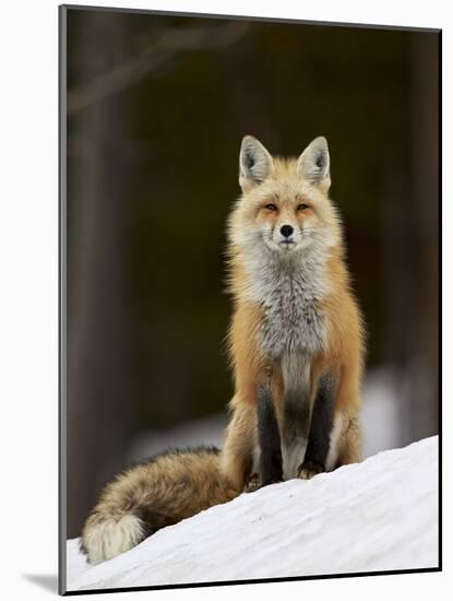 Red Fox (Vulpes Vulpes) (Vulpes Fulva) in the Snow-James Hager-Mounted Photographic Print