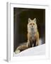 Red Fox (Vulpes Vulpes) (Vulpes Fulva) in the Snow-James Hager-Framed Photographic Print