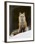 Red Fox (Vulpes Vulpes) (Vulpes Fulva) in the Snow-James Hager-Framed Photographic Print