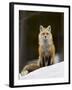 Red Fox (Vulpes Vulpes) (Vulpes Fulva) in the Snow-James Hager-Framed Photographic Print