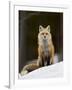 Red Fox (Vulpes Vulpes) (Vulpes Fulva) in the Snow-James Hager-Framed Photographic Print