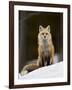 Red Fox (Vulpes Vulpes) (Vulpes Fulva) in the Snow-James Hager-Framed Photographic Print