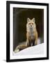 Red Fox (Vulpes Vulpes) (Vulpes Fulva) in the Snow-James Hager-Framed Photographic Print