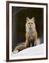 Red Fox (Vulpes Vulpes) (Vulpes Fulva) in the Snow-James Hager-Framed Photographic Print