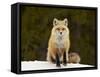 Red Fox (Vulpes Vulpes) (Vulpes Fulva) in the Snow-James Hager-Framed Stretched Canvas