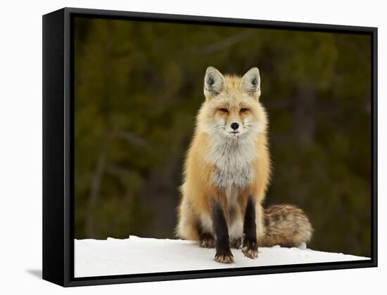 Red Fox (Vulpes Vulpes) (Vulpes Fulva) in the Snow-James Hager-Framed Stretched Canvas