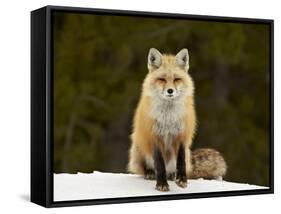 Red Fox (Vulpes Vulpes) (Vulpes Fulva) in the Snow-James Hager-Framed Stretched Canvas