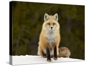 Red Fox (Vulpes Vulpes) (Vulpes Fulva) in the Snow-James Hager-Stretched Canvas