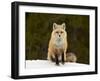 Red Fox (Vulpes Vulpes) (Vulpes Fulva) in the Snow-James Hager-Framed Photographic Print