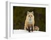 Red Fox (Vulpes Vulpes) (Vulpes Fulva) in the Snow-James Hager-Framed Photographic Print