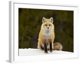 Red Fox (Vulpes Vulpes) (Vulpes Fulva) in the Snow-James Hager-Framed Photographic Print