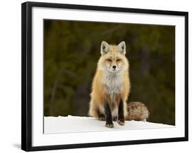 Red Fox (Vulpes Vulpes) (Vulpes Fulva) in the Snow-James Hager-Framed Photographic Print