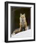 Red Fox (Vulpes Vulpes) (Vulpes Fulva) in the Snow-James Hager-Framed Photographic Print