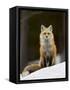 Red Fox (Vulpes Vulpes) (Vulpes Fulva) in the Snow-James Hager-Framed Stretched Canvas