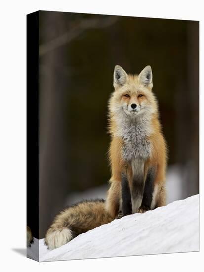 Red Fox (Vulpes Vulpes) (Vulpes Fulva) in the Snow-James Hager-Stretched Canvas