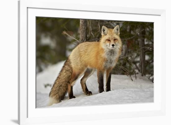 Red Fox (Vulpes Vulpes) (Vulpes Fulva) in Winter, Grand Teton National Park, Wyoming-James Hager-Framed Photographic Print