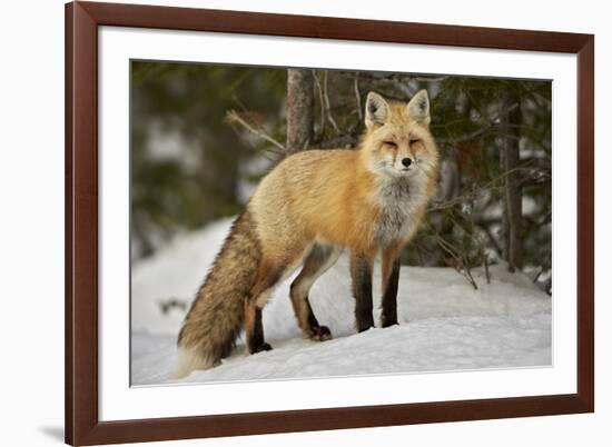 Red Fox (Vulpes Vulpes) (Vulpes Fulva) in Winter, Grand Teton National Park, Wyoming-James Hager-Framed Photographic Print