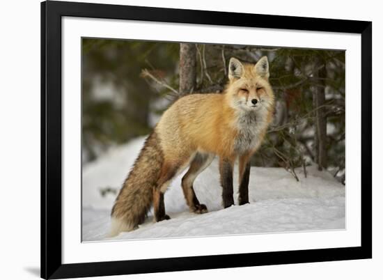 Red Fox (Vulpes Vulpes) (Vulpes Fulva) in Winter, Grand Teton National Park, Wyoming-James Hager-Framed Photographic Print