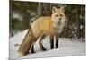 Red Fox (Vulpes Vulpes) (Vulpes Fulva) in Winter, Grand Teton National Park, Wyoming-James Hager-Mounted Photographic Print
