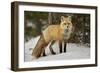 Red Fox (Vulpes Vulpes) (Vulpes Fulva) in Winter, Grand Teton National Park, Wyoming-James Hager-Framed Photographic Print